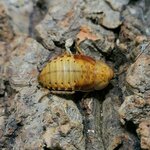 Rhyparobia maderae Gold juvénile