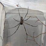 Nephila vitiana couple