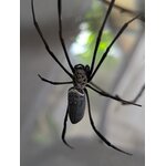 Nephila vitiana femelle