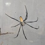 Nephila vitiana femelle 2