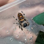 Phidippus regius North Florida femelle