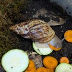 Lissachatina reticulata 4