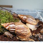 Lissachatina reticulata 3