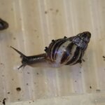 Lissachatina reticulata 1