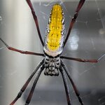 Trichonephila inaurata madagascariensis