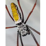 Trichonephila inaurata madagascariensis