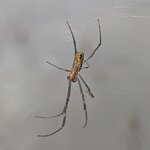 Nephila vitiana