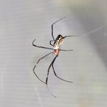 Nephila vitiana juv