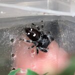 Phidippus regius mâle