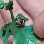 Phidippus regius North florida