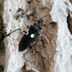 Platymeris biguttatus