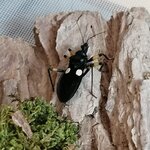 Platymeris bigutattus