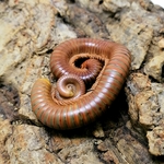 Spirostreptus sp.1 Tanzanie