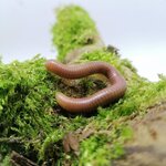 Spirostreptus sp.1 Tanzanie
