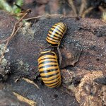Glomeris annulata