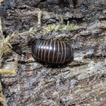 Glomeris marginata