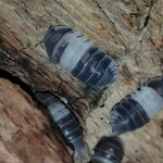 Cubaris sp. Panda king