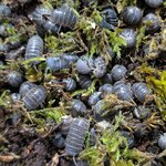 Armadillo officinalis
