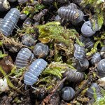 Armadillo officinalis