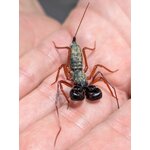 Ginosigma schimkewitschi