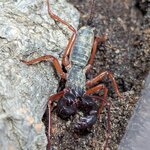 Ginosigma schimkewitschi