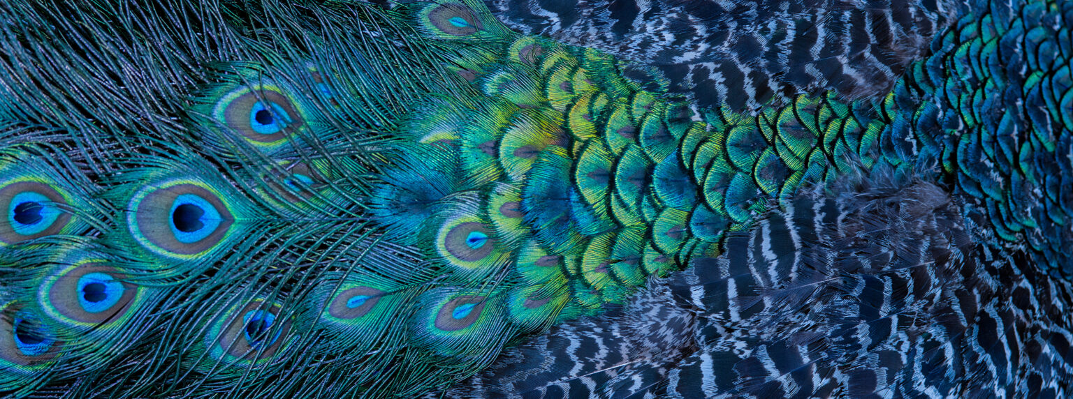 adobestock 279617034 1536x572
