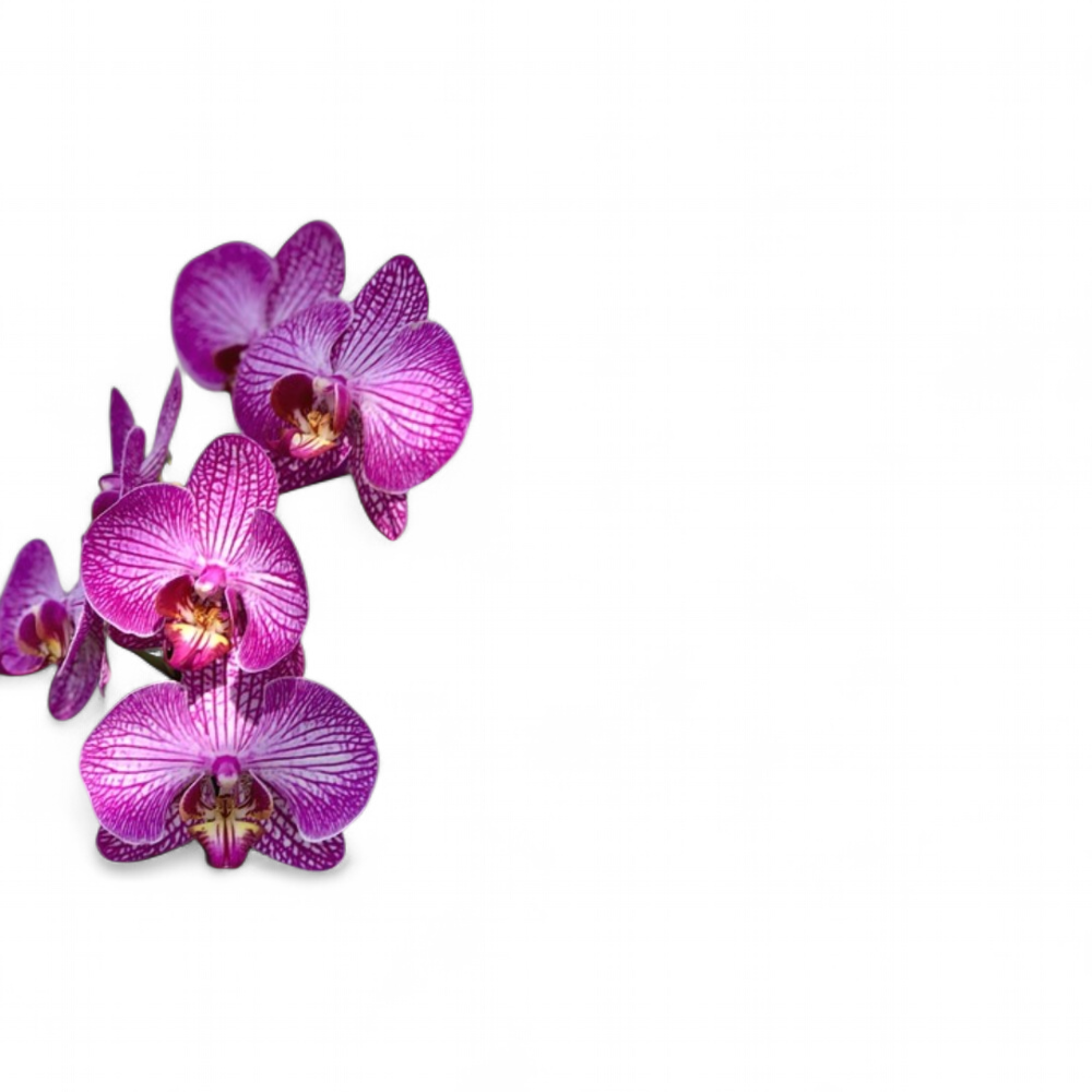 orchidee-mauve