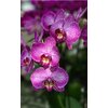 ORCHIDEE MAUVE