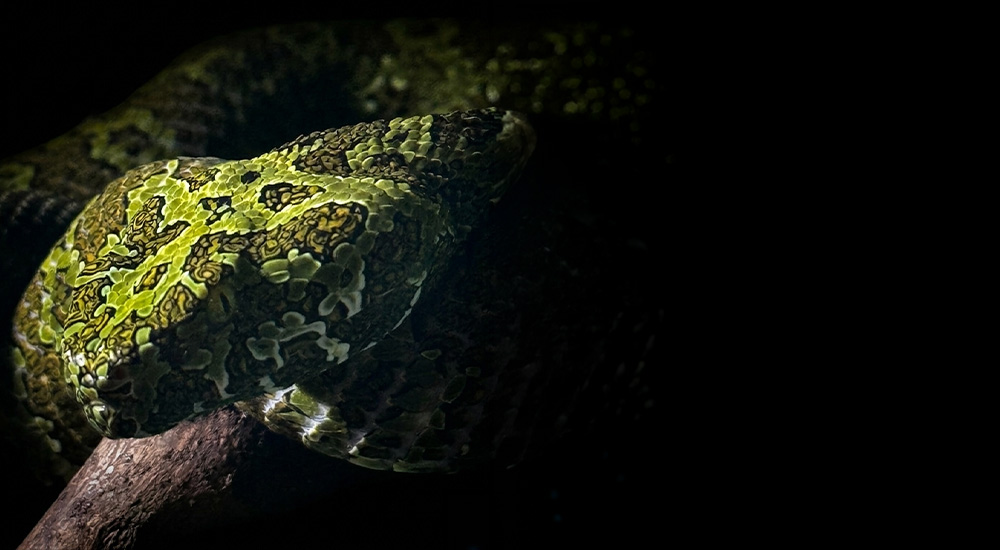 forceps pour reptiles