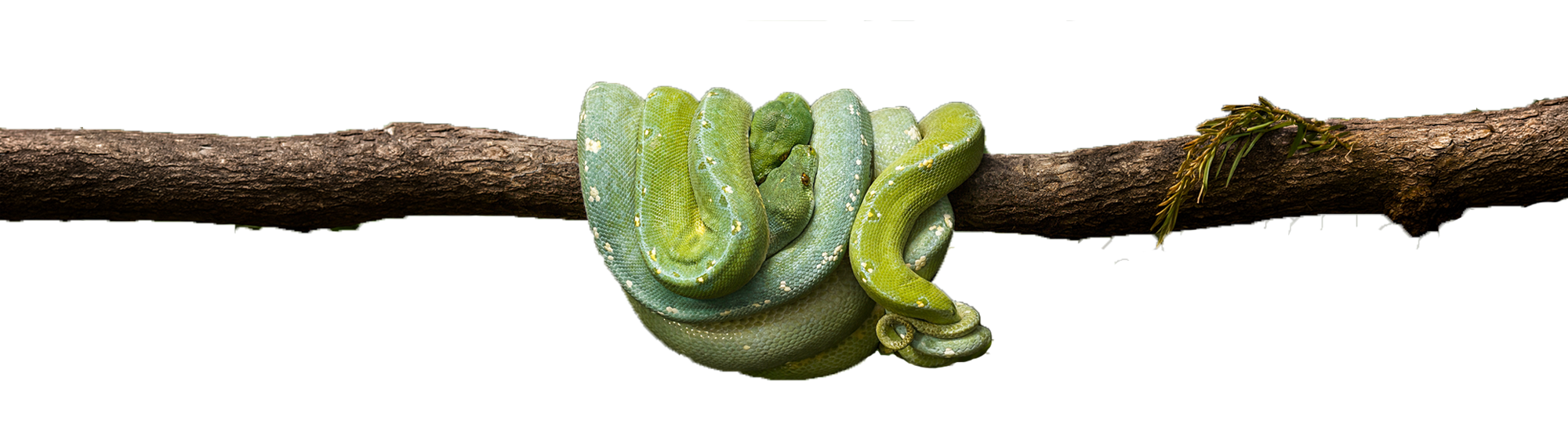 serpent sur une branche