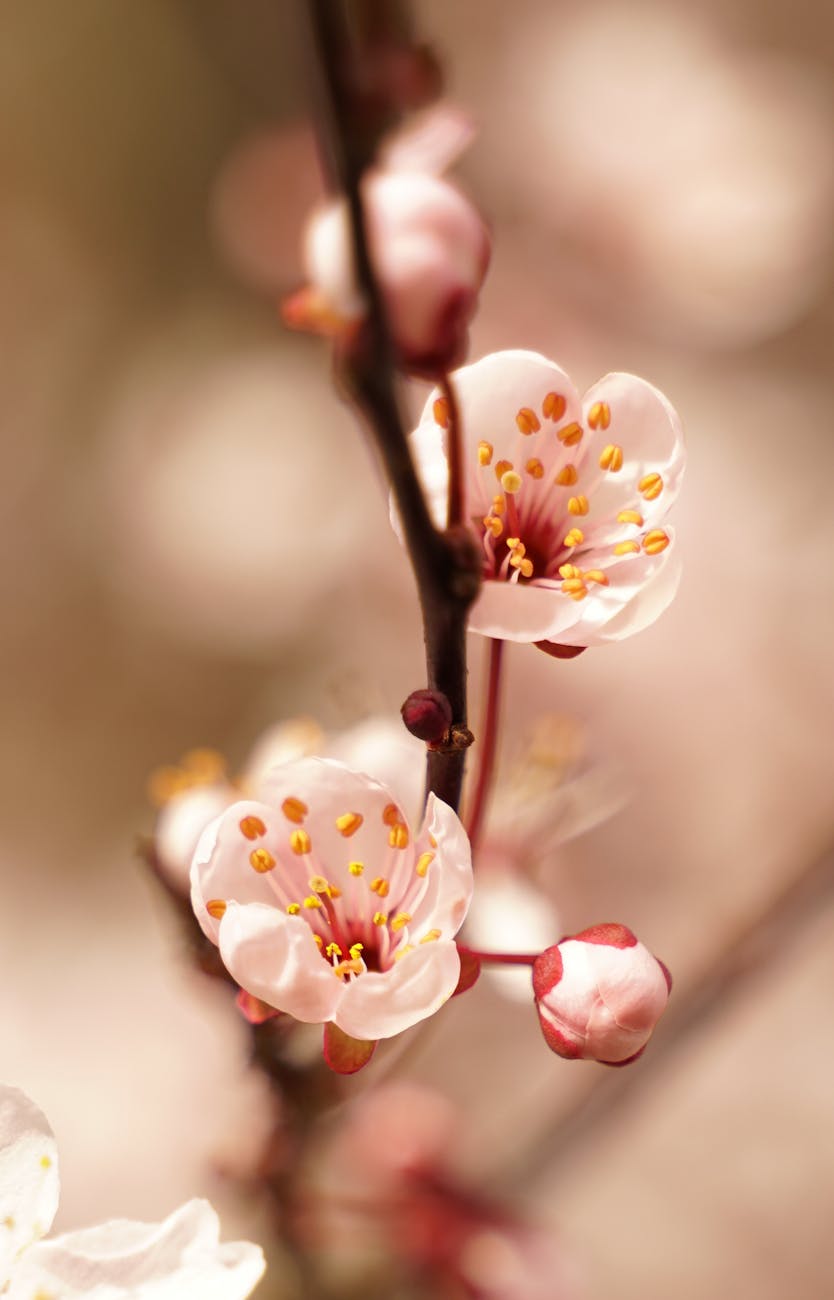delicate cherry blossoms bloom in the spring sunshine capturing nature s beauty