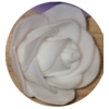 fleur-blanc
