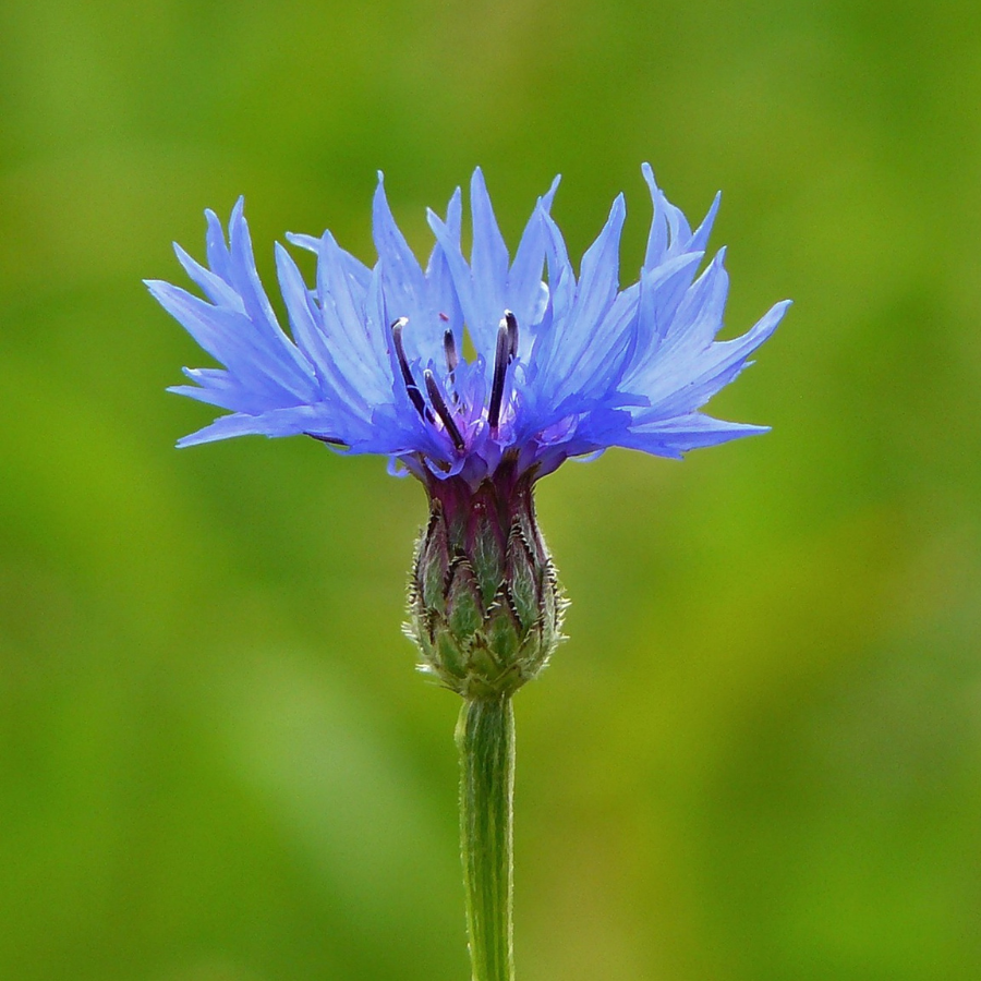 _Eau Florale de Bleuet France Ingrédients  Secrets dAloyse