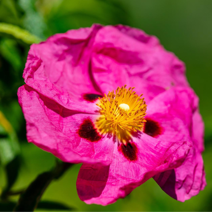 _  Eau Florale de Ciste Espagne Ingrédients  Secrets dAloyse