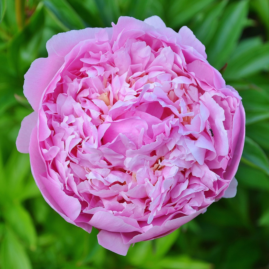 Eau Florale de Rose de Damas Maroc Ingrédients  Secrets dAloyse