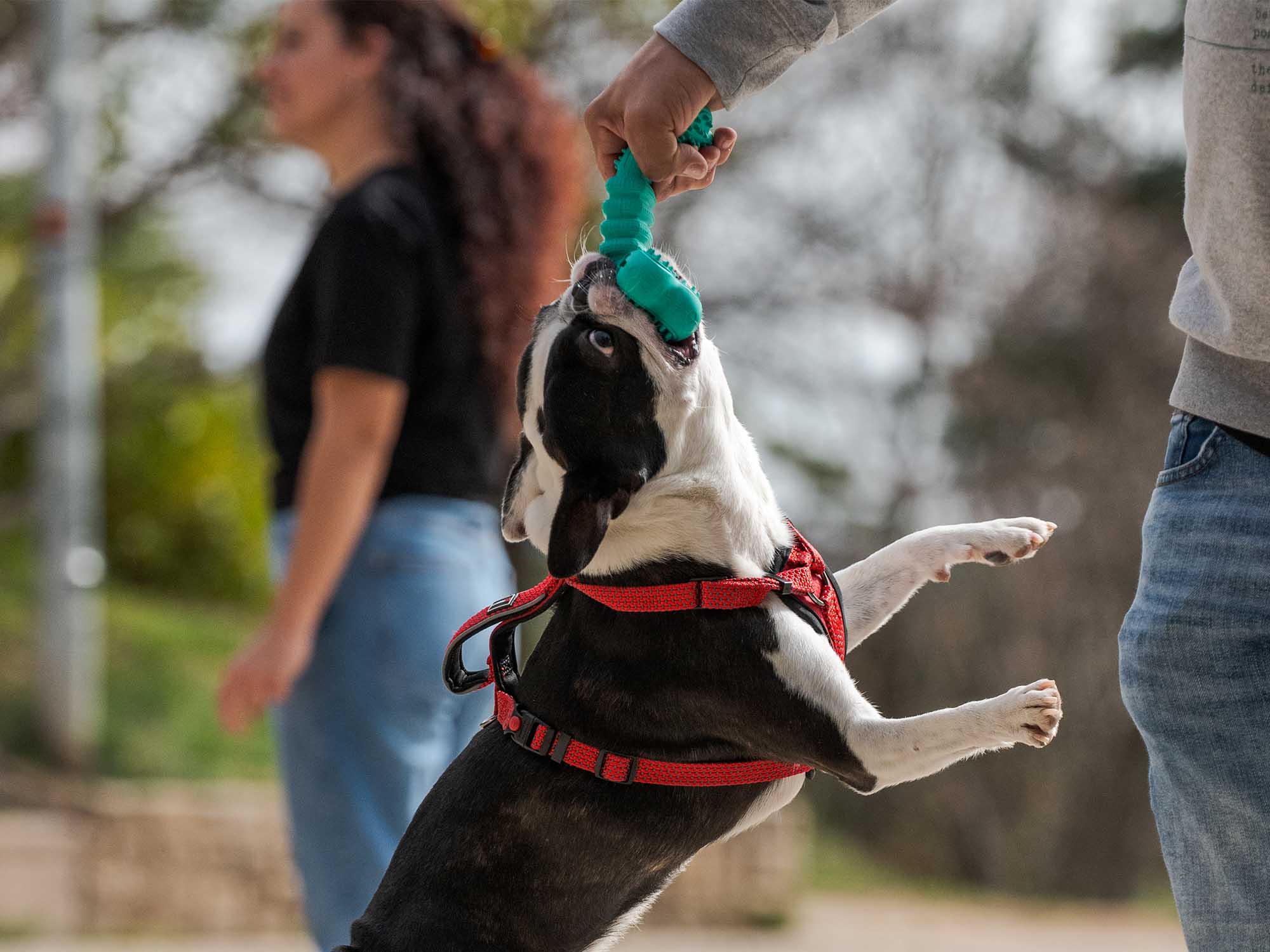 juguete-perro-goma_0006__DSC8051