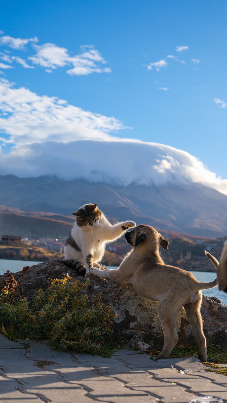 un chat et un chiot jouant sur un rocher avec une montagne en arriere plan par une journee ensoleillee