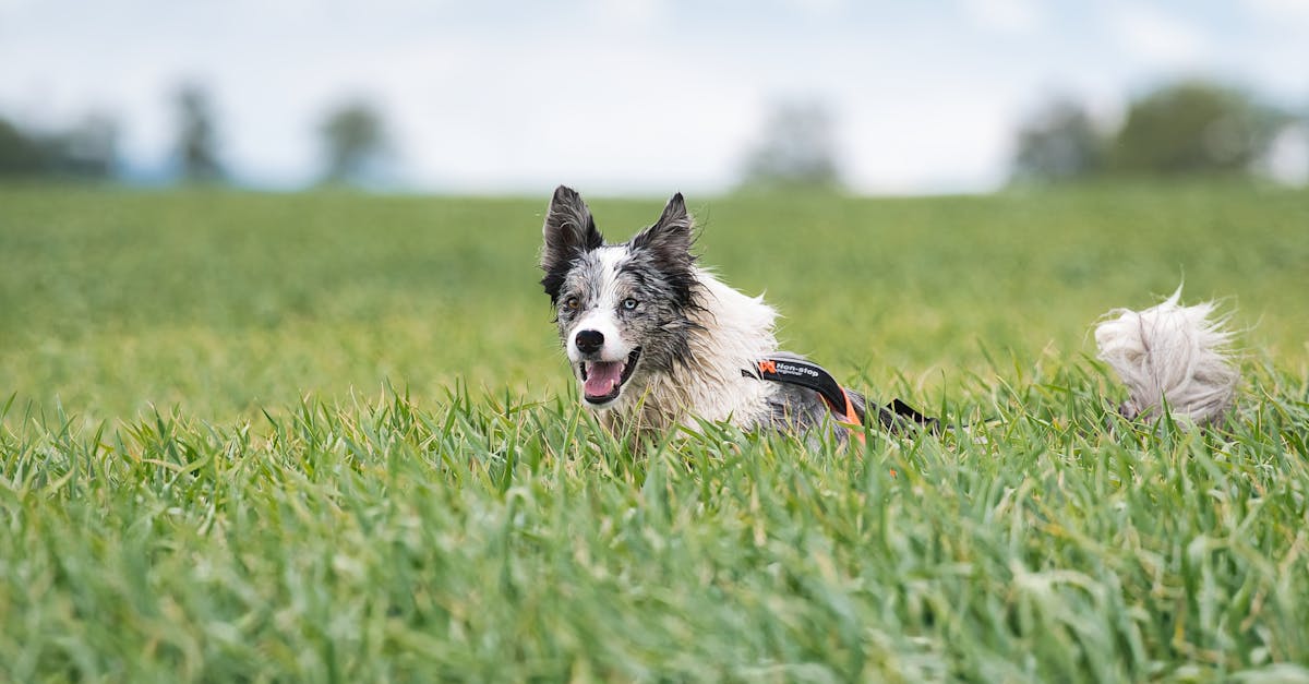 border collie energique courant dans un champ vert luxuriant sous un ciel nuageux a poprad en slovaquie