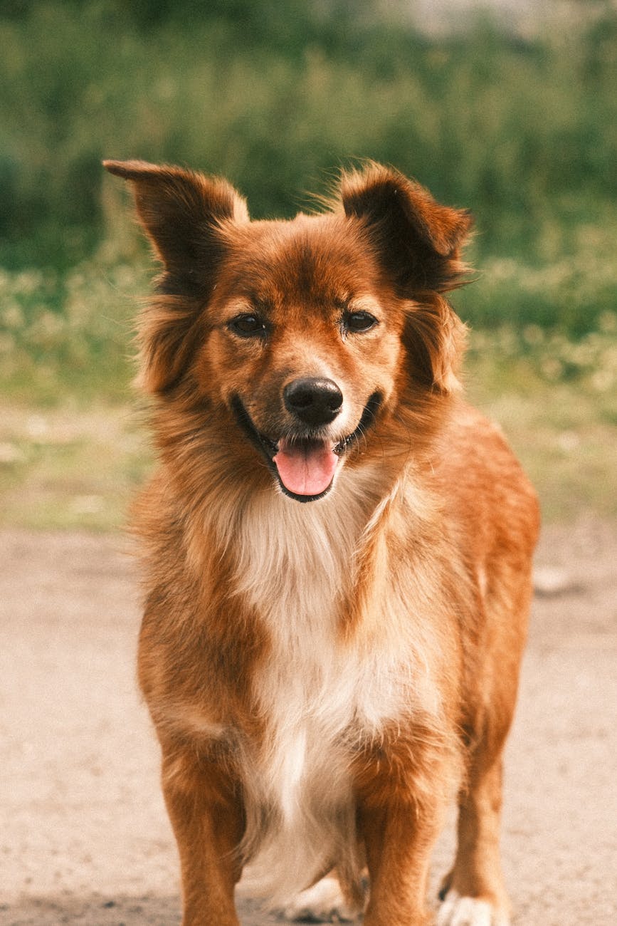 un chien brun joyeux se tient dehors par une journee ensoleillee regardant directement la camera