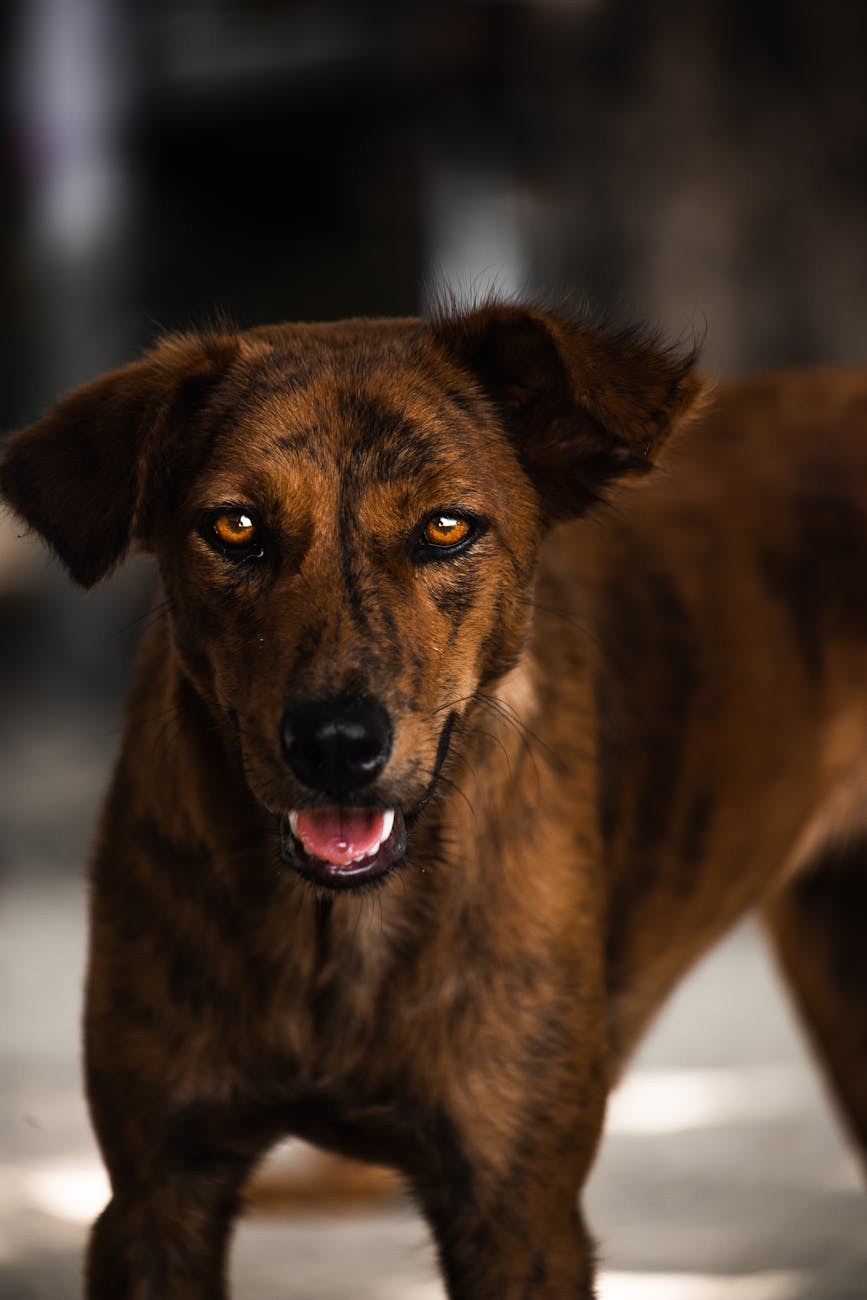 photos gratuites de animal animal de compagnie animal domestique
