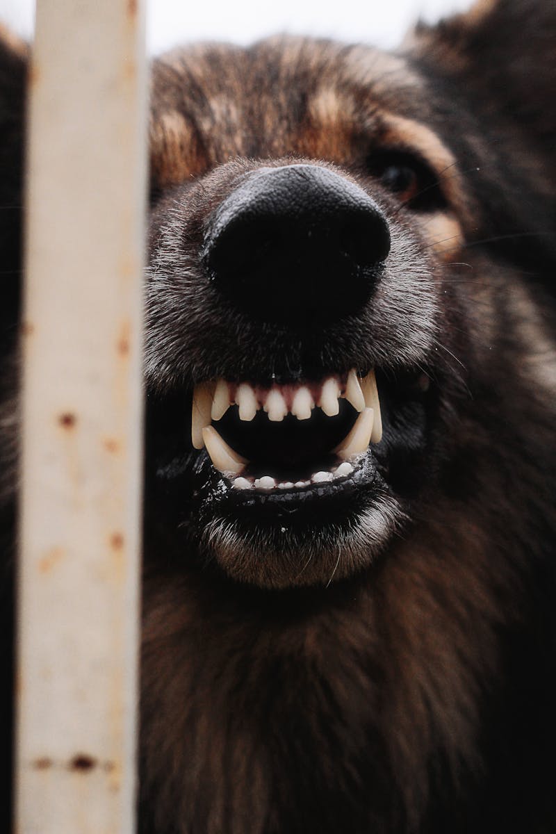 photos gratuites de aboiement agressif alerte