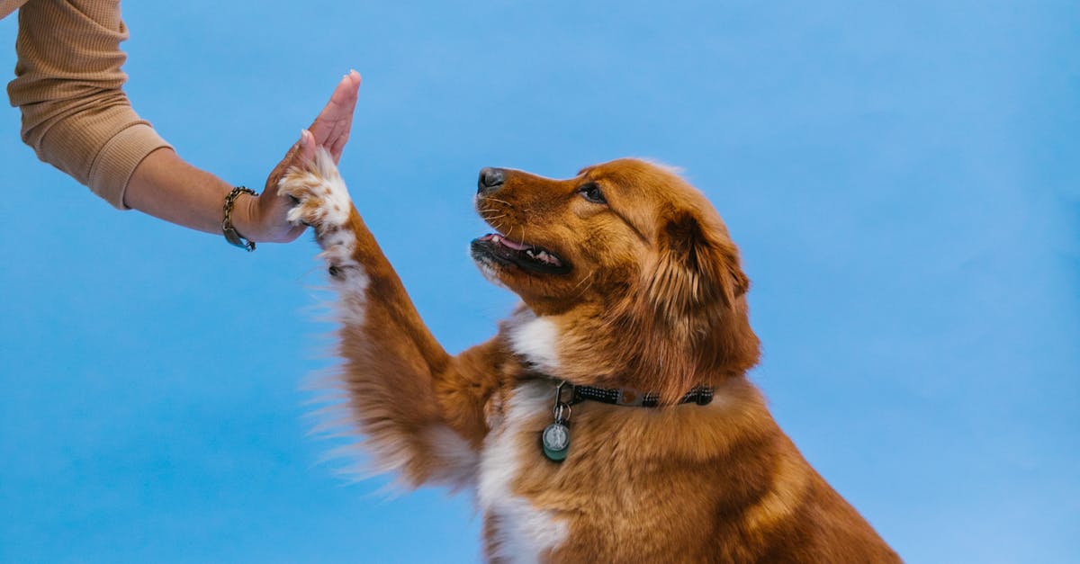 photos gratuites de affection amitie amoureux des animaux