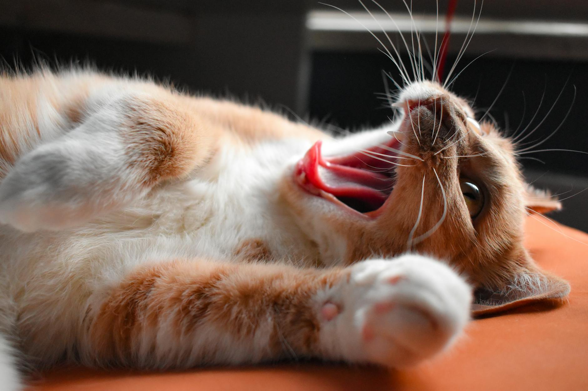 photos gratuites de adorable animal de compagnie animal animal a fourrure