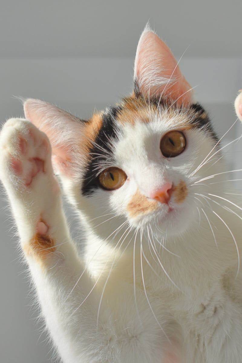 un adorable chat calico leve joyeusement ses pattes tout en se prelassant au soleil a l interieur