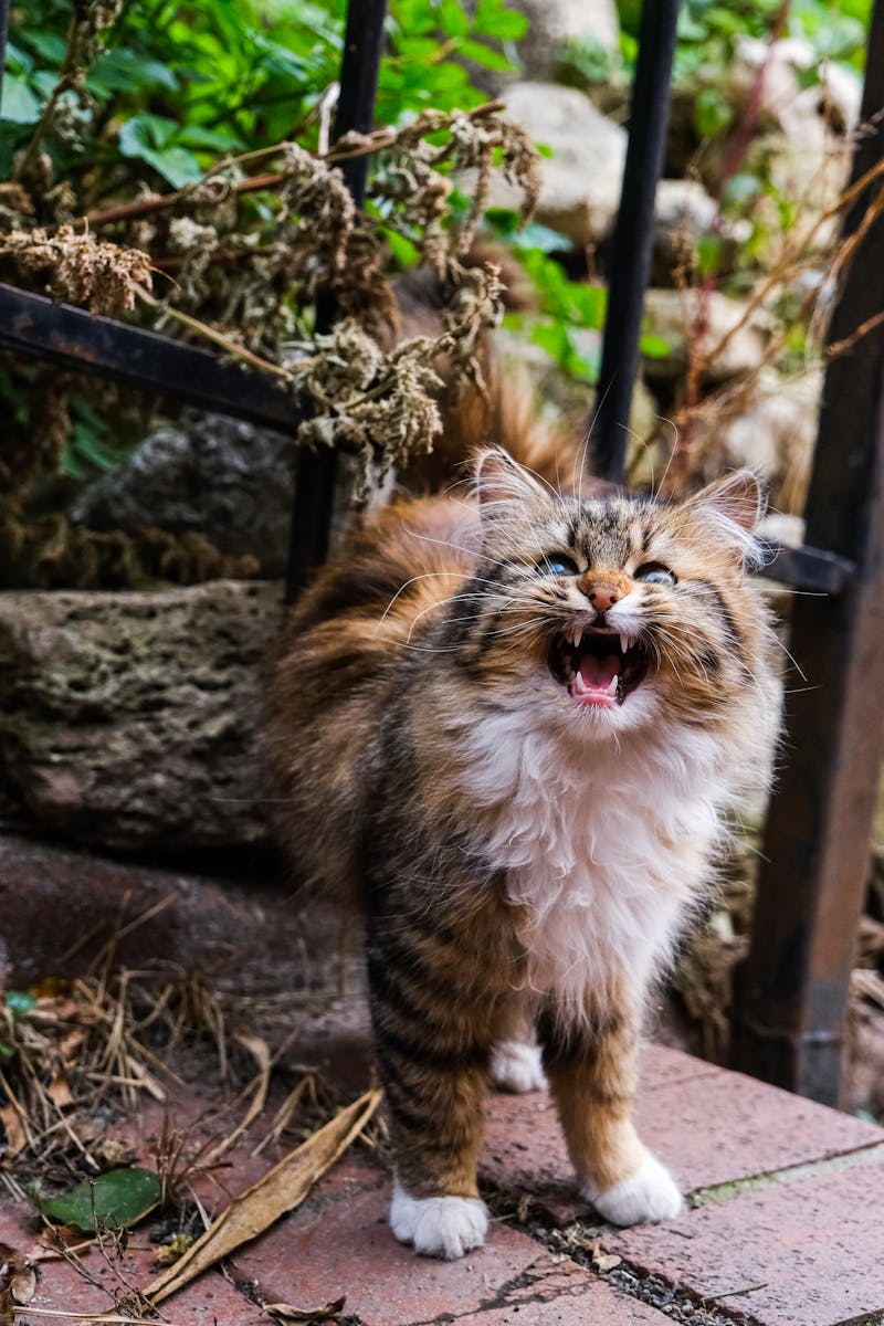 photos gratuites de adorable alerte animal