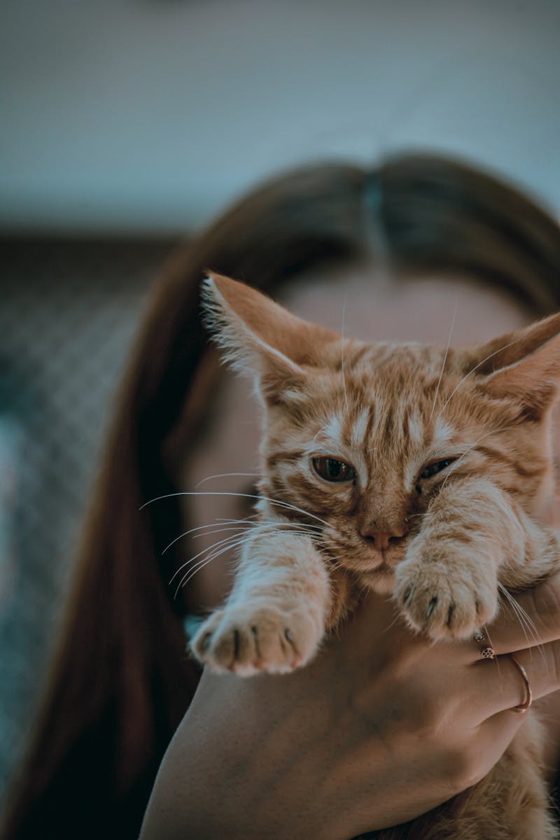photos gratuites de a moustaches a rayures de tigre adorable chaton