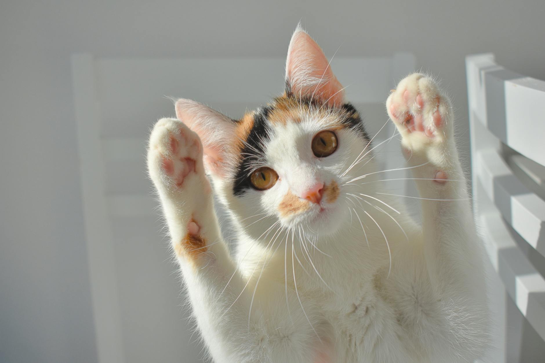 un adorable chat calico leve joyeusement ses pattes tout en se prelassant au soleil a l interieur