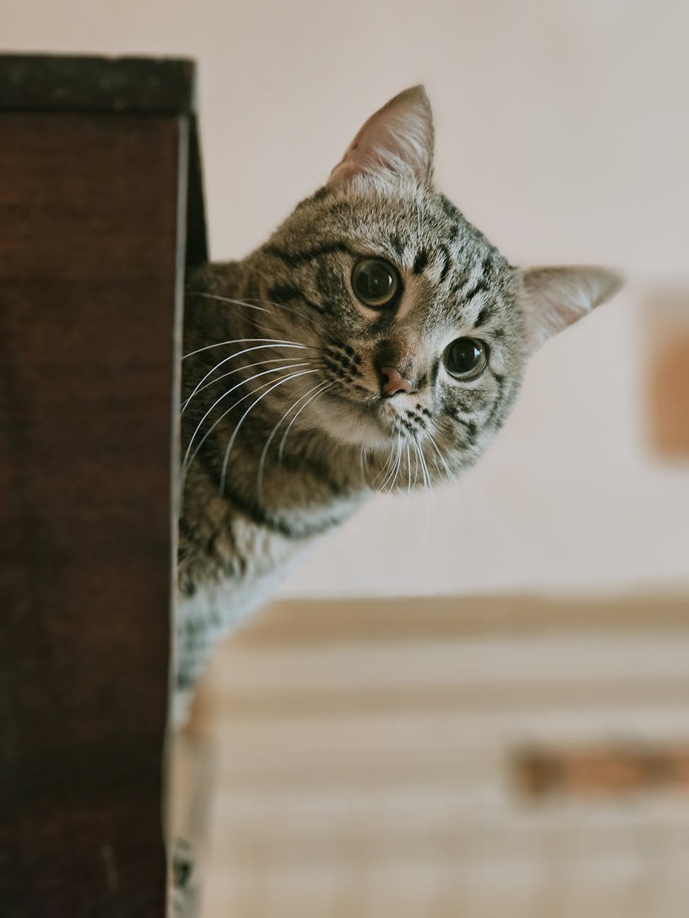 un chat tigre joueur jette un oeil dans un coin a l interieur montrant ainsi sa curiosite