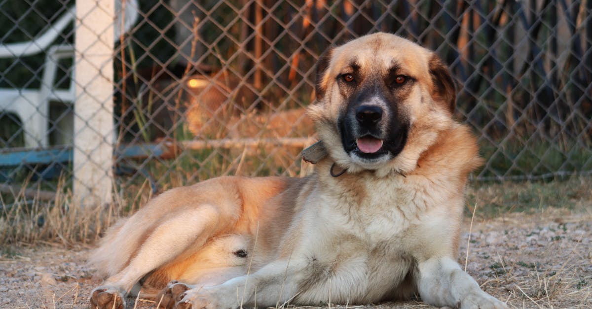 photos gratuites de animal de compagnie animal domestique bonheur du chien