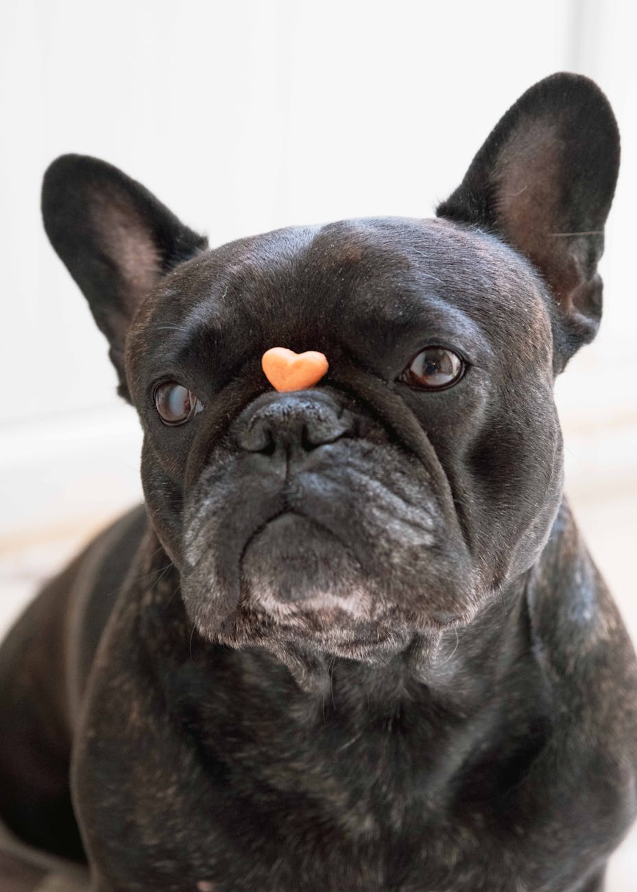 Bouledogue français équilibrant une friandise en forme de cœur sur son nez à l'intérieur